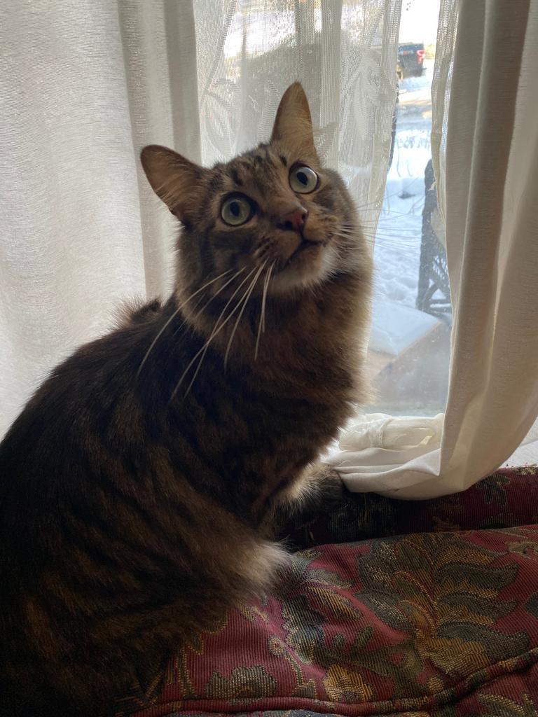 Small Cat, Adopted, Adult Male Domestic Long Hair.