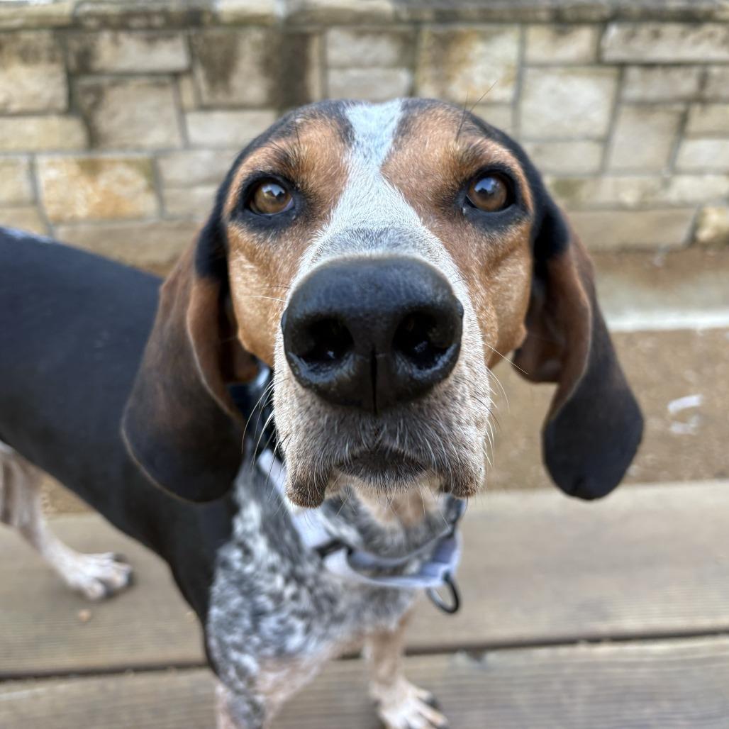 Daisy, Adoptable, Adult Female Bluetick Coonhound.