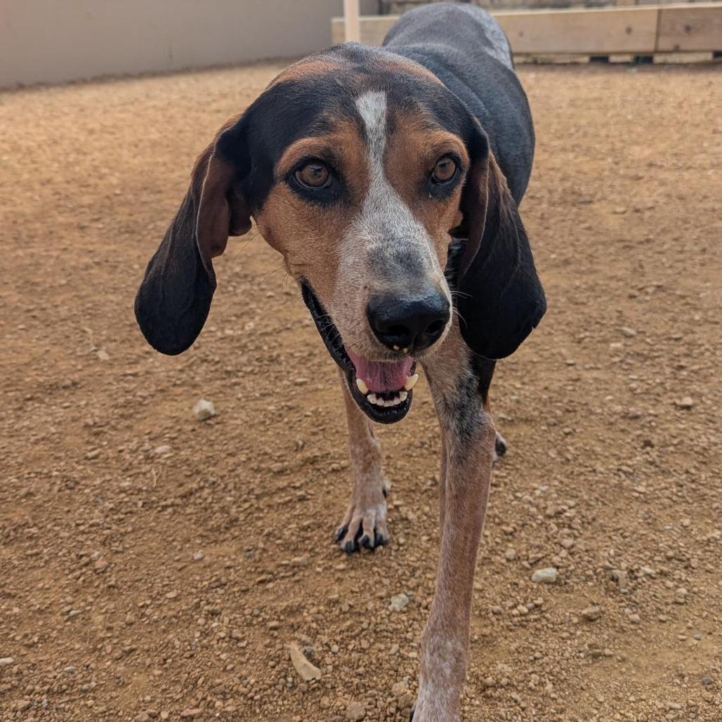 Enlarge Daisy, a Adoptable Bluetick Coonhound in Bentonville, AR image 2/6