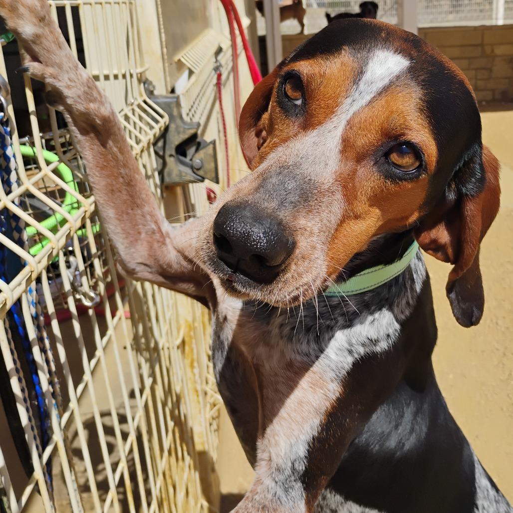 Enlarge Daisy, a Adoptable Bluetick Coonhound in Bentonville, AR image 3/6