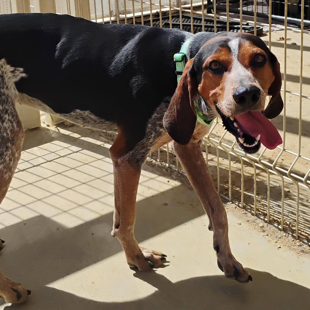 Enlarge Daisy, a Adoptable Bluetick Coonhound in Bentonville, AR image 4/6