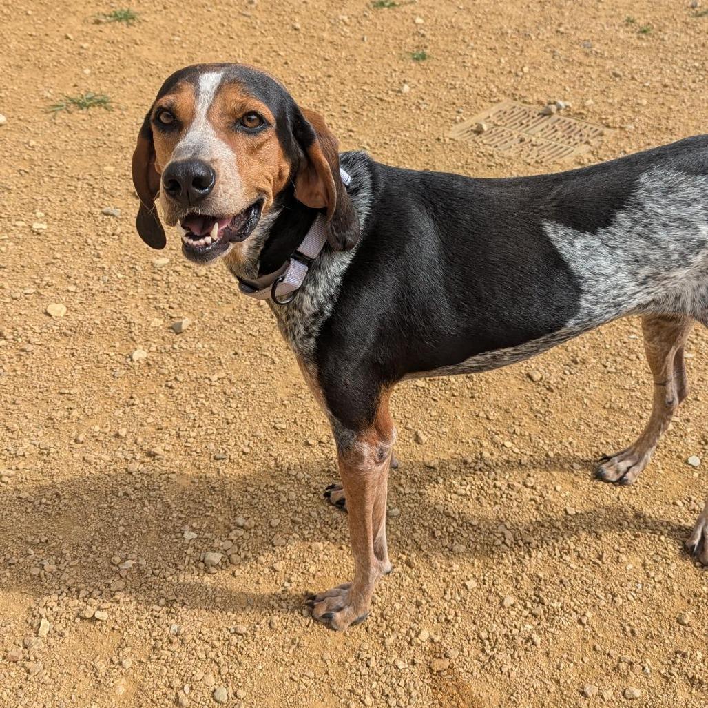 Enlarge Daisy, a Adoptable Bluetick Coonhound in Bentonville, AR image 5/6