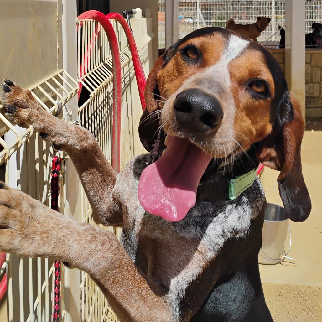 Enlarge Daisy, a Adoptable Bluetick Coonhound in Bentonville, AR image 6/6