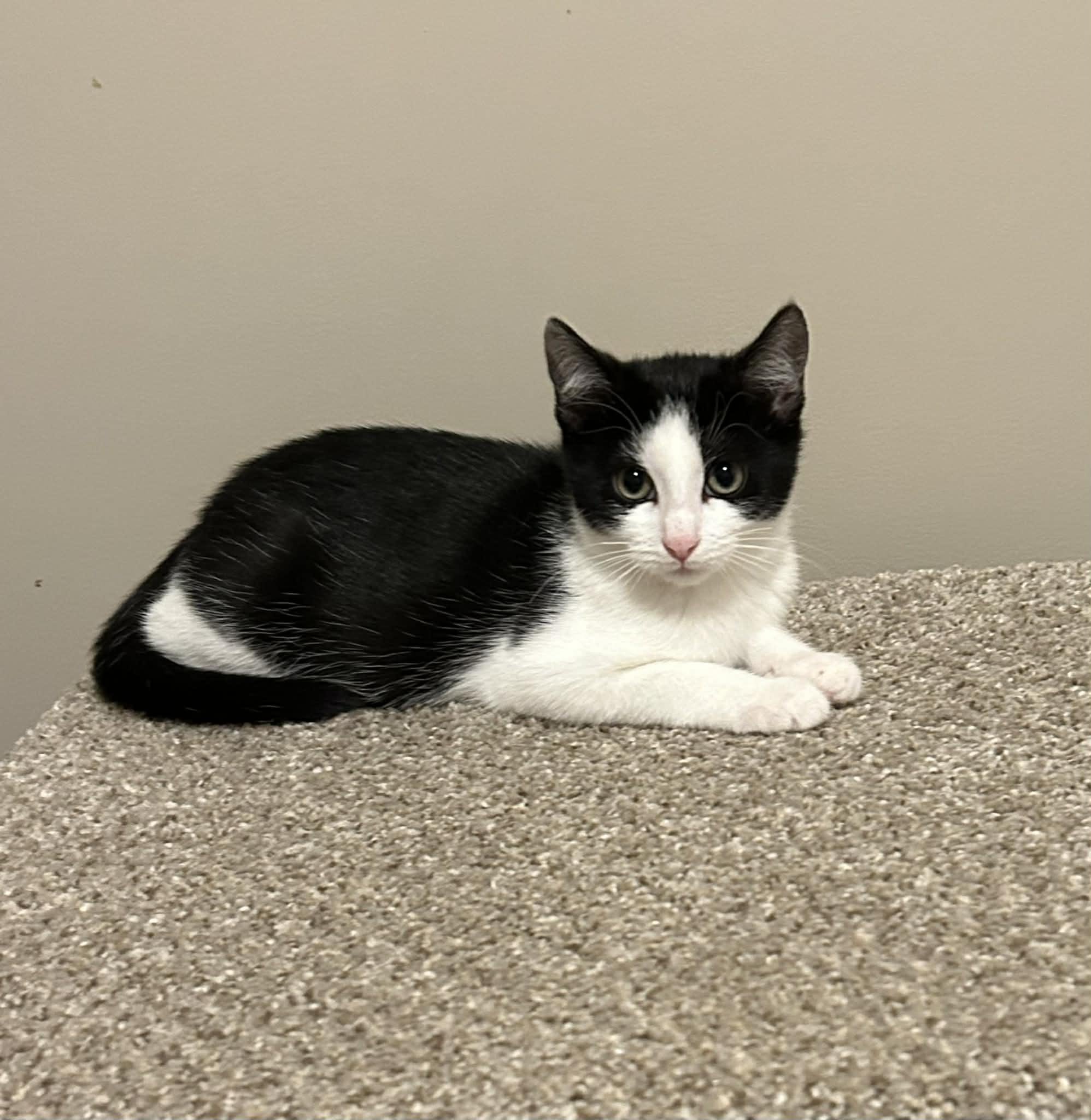 Noel, a ADOPTABLE Domestic Short Hair in Wading River, NY image 2/2