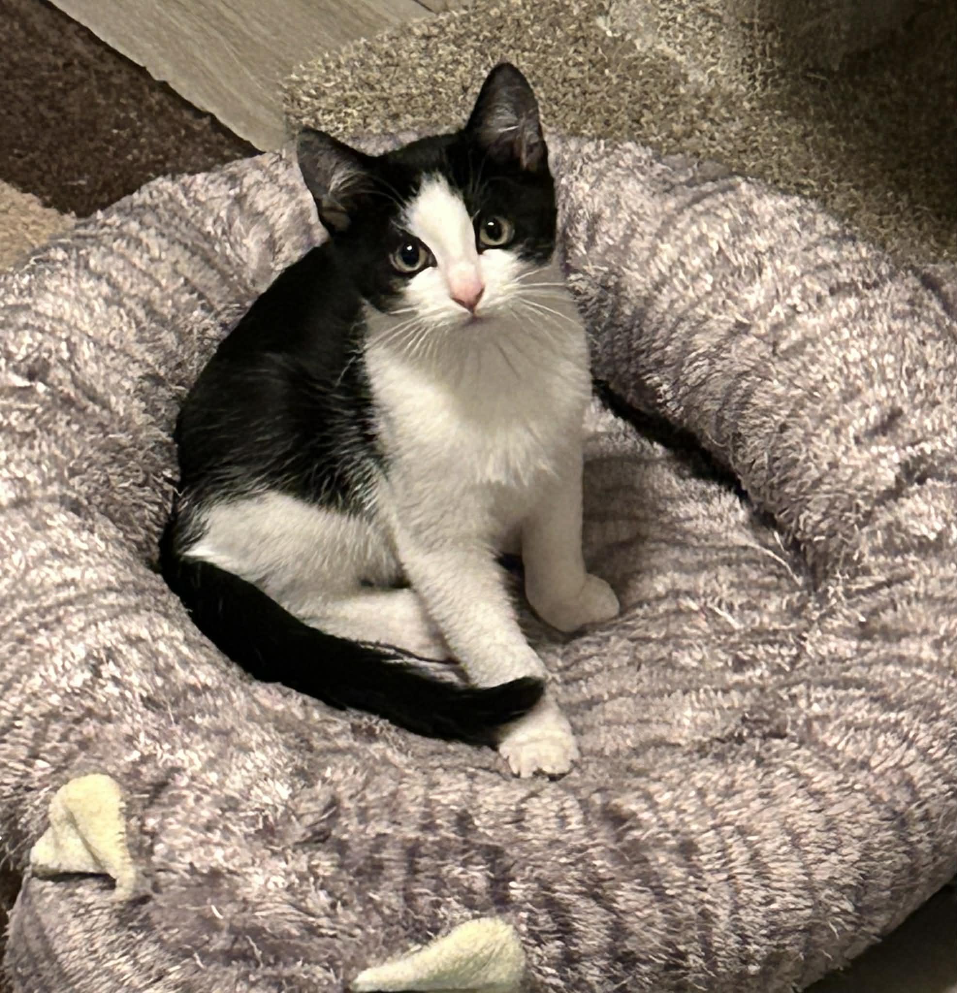 Noel, a ADOPTABLE Domestic Short Hair in Wading River, NY image 1/2