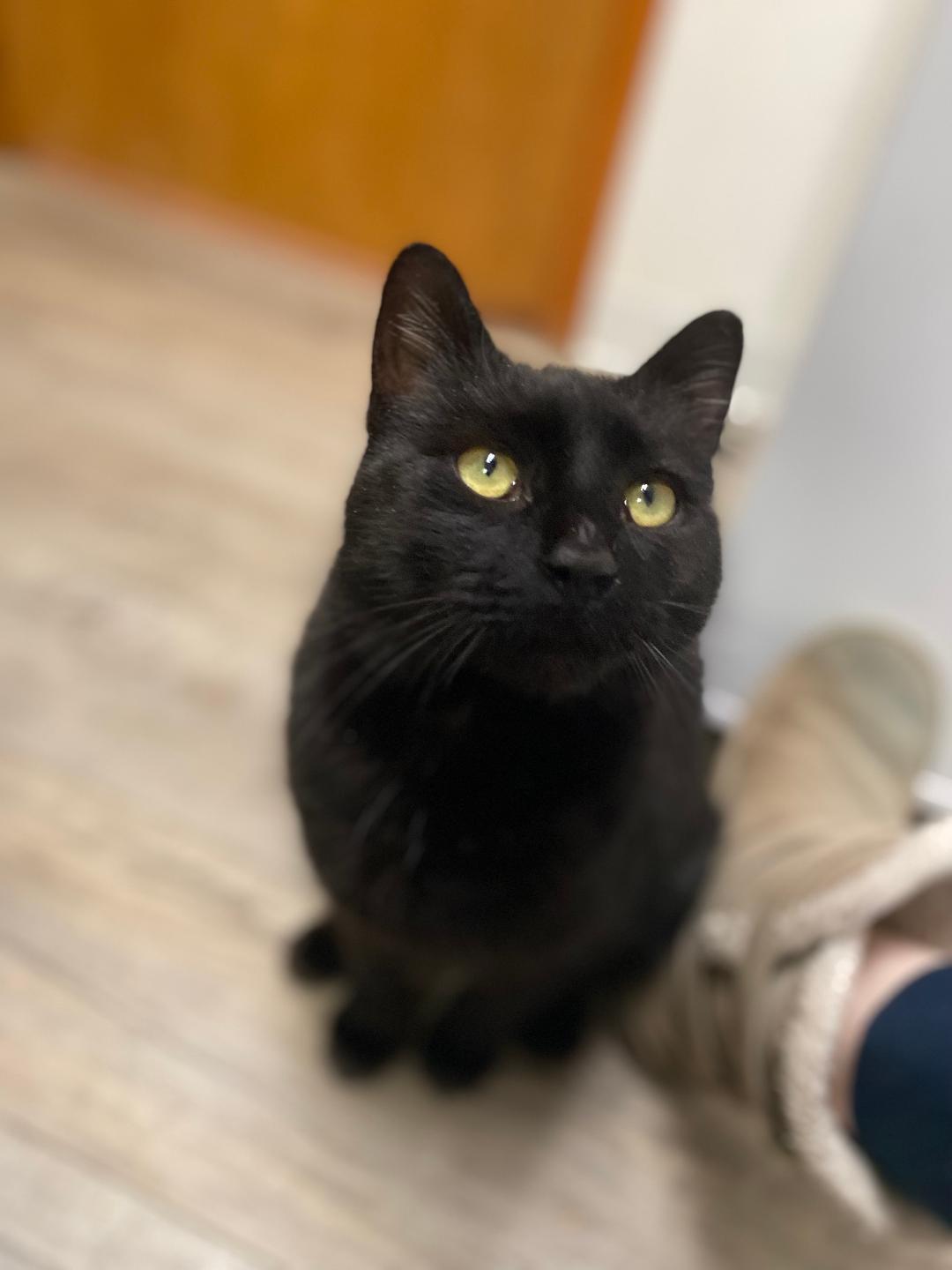 Enlarge Sheldon, an adopted Domestic Short Hair in Kankakee, IL image 1/4