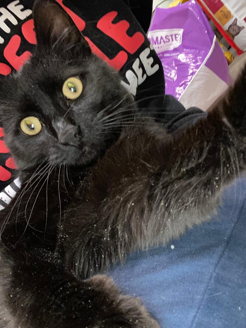 Enlarge Sheldon, an adopted Domestic Short Hair in Kankakee, IL image 4/4