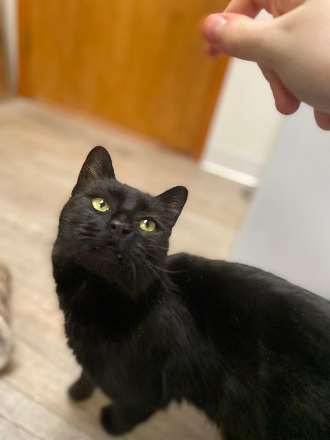 Enlarge Sheldon, an adopted Domestic Short Hair in Kankakee, IL image 3/4