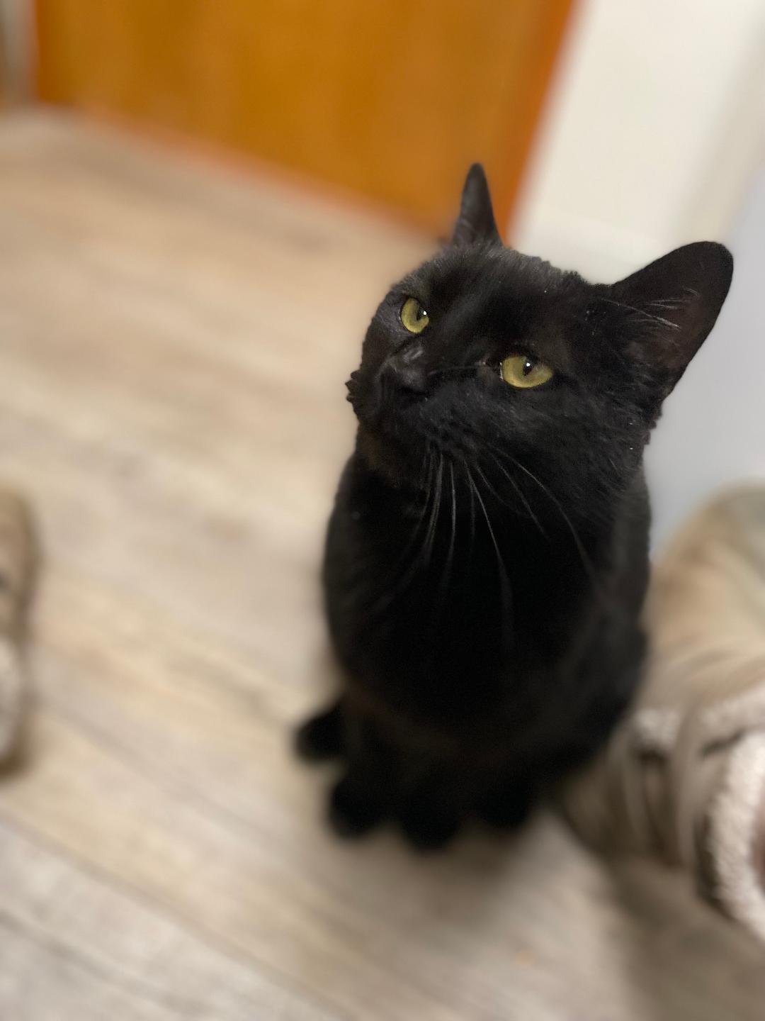 Enlarge Sheldon, an adopted Domestic Short Hair in Kankakee, IL image 2/4