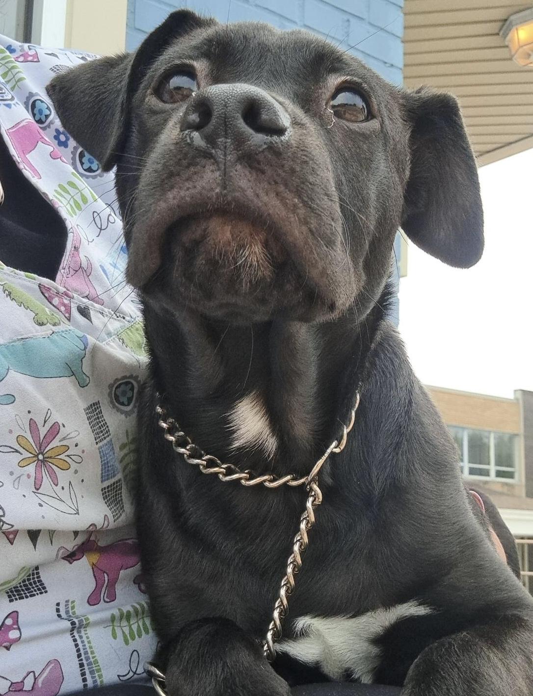 Granite, Baby Male Black Labrador Retriever