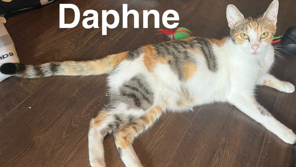 Daphne (Marvelous MontCo Litter), Adoptable, Adult Female Domestic Short Hair.
