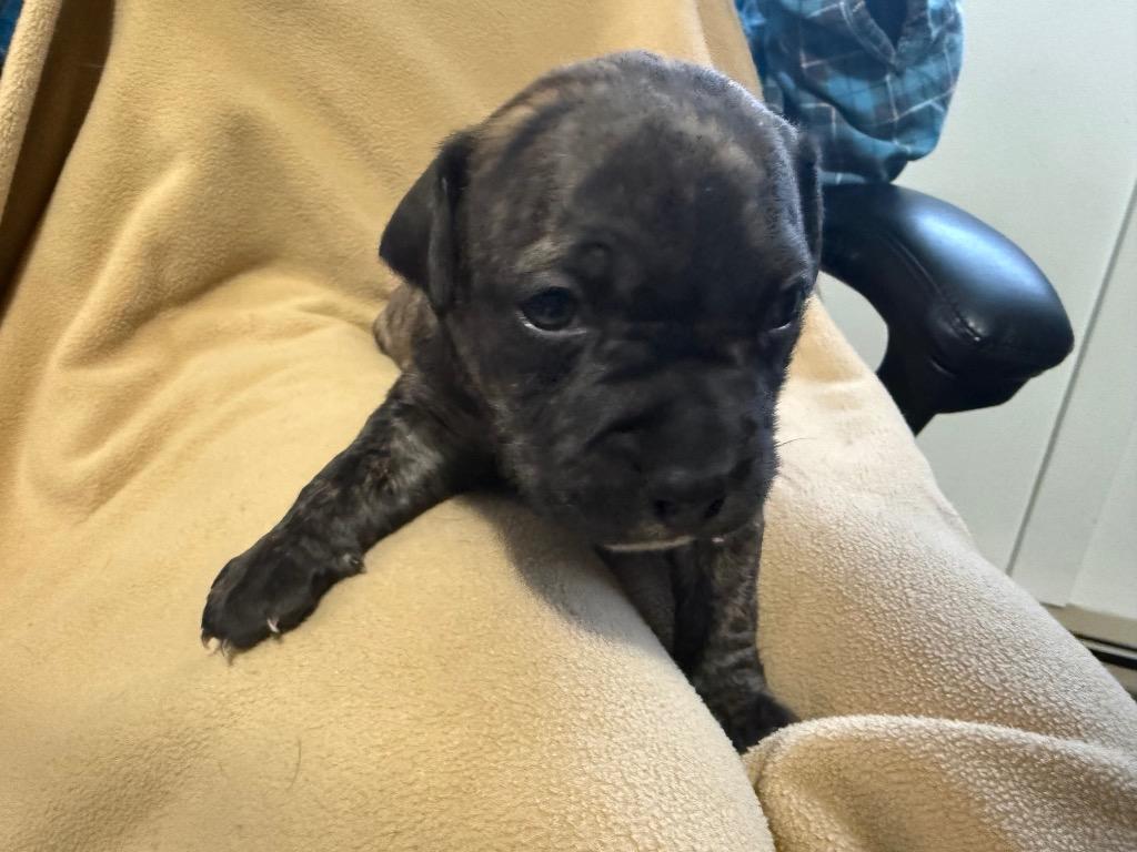 Doc, Adoptable, Puppy Male Pit Bull Terrier.