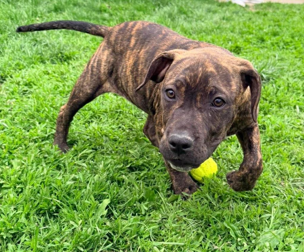 Enlarge Doc, a Adoptable Pit Bull Terrier in Decatur, IN image 4/6