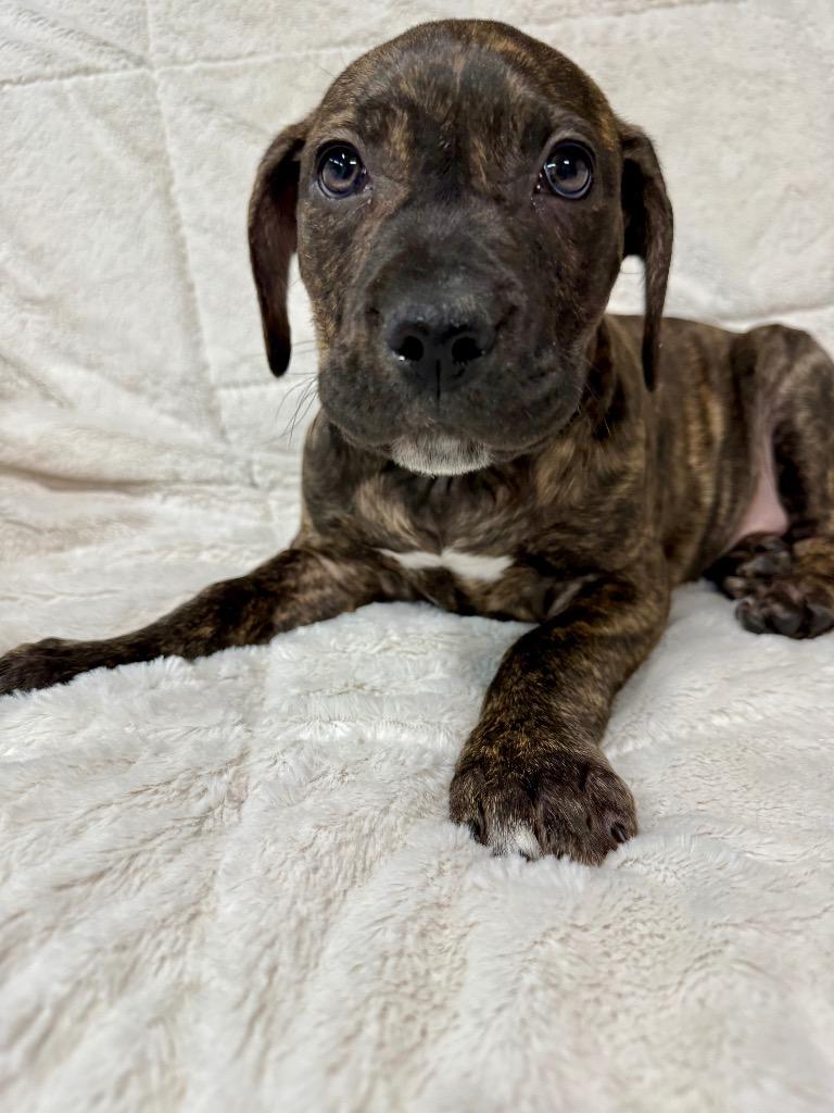 Enlarge Doc, a Adoptable Pit Bull Terrier in Decatur, IN image 2/2