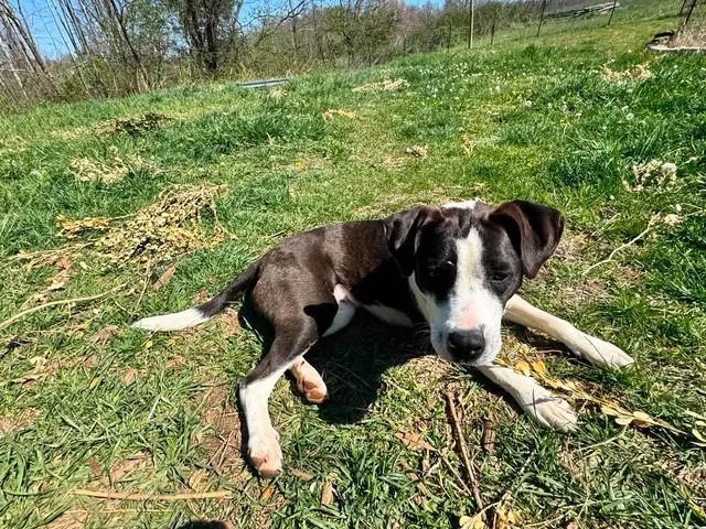 Enlarge Benelli, a Adoptable Mixed Breed in Point Pleasant, WV image 2/2