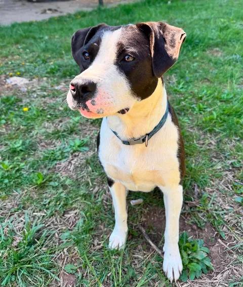 Benelli, Adoptable, Young Female Mixed Breed.