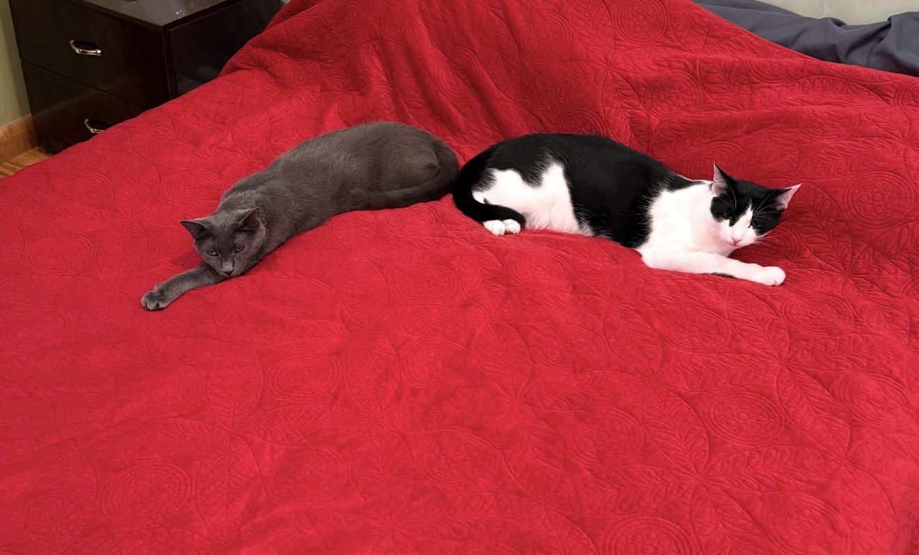 Enlarge Pogo and Adoree, a Adoptable Domestic Short Hair in Brooklyn, NY image 6/6