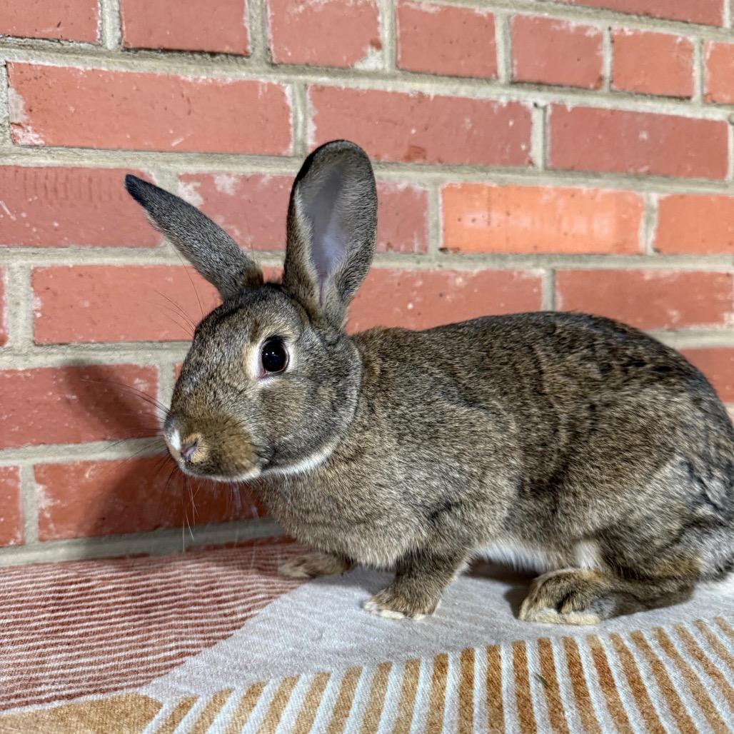 Enlarge Opal, a Adoptable New Zealand in Winston-Salem, NC image 1/1