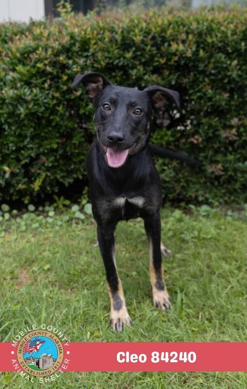Cleo, Adoptable, Adult Female Black and Tan Coonhound.