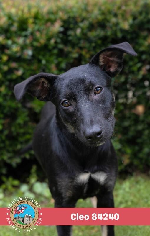 Enlarge Cleo, a Adoptable Black and Tan Coonhound in Mobile, AL image 2/2