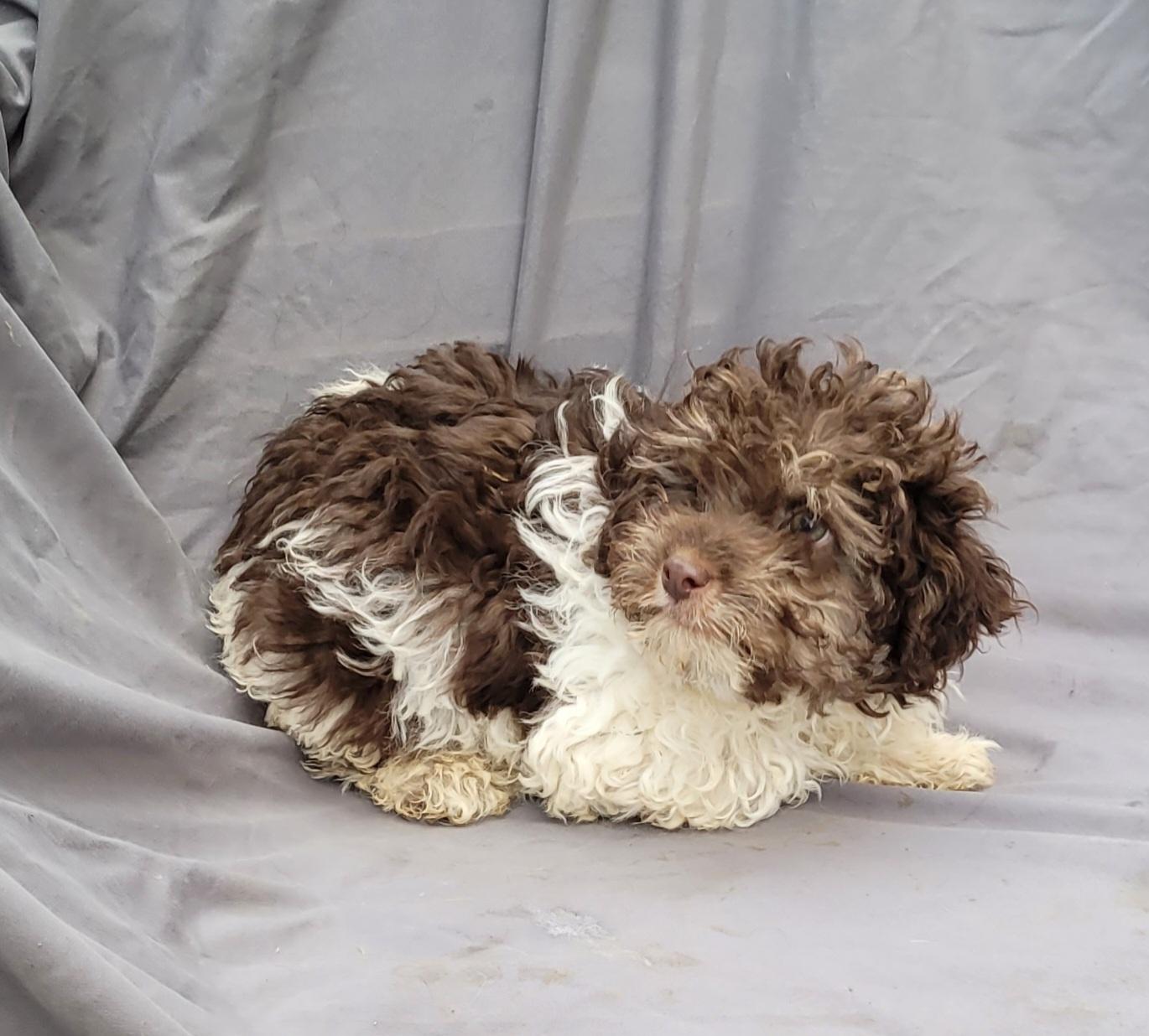 Enlarge HAVAPOO - SWEETEST , a ADOPTABLE mixed breed in Woodsfield, OH image 1/2