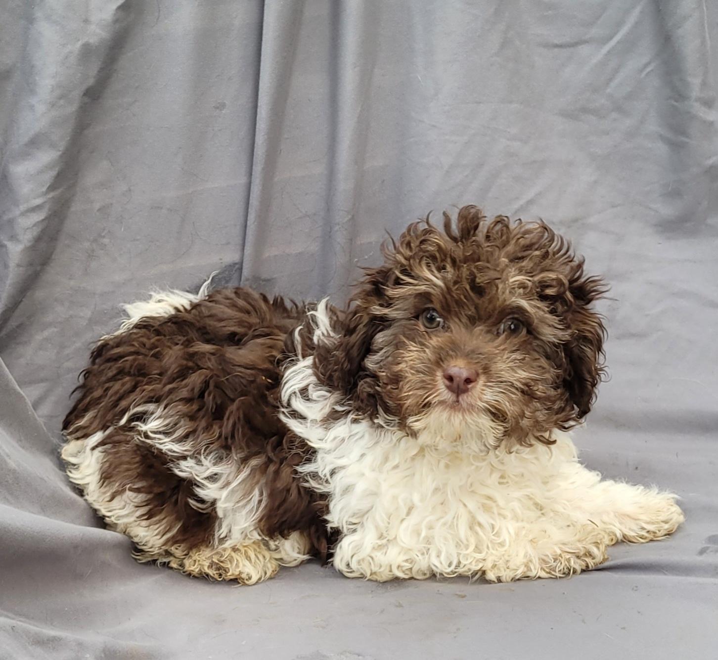 Enlarge HAVAPOO - SWEETEST , a ADOPTABLE mixed breed in Woodsfield, OH image 2/2