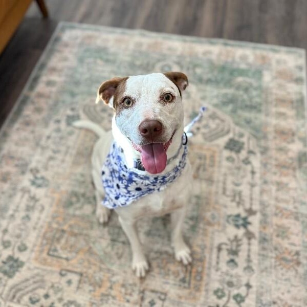 Shortcake Sweetie — thumbnail 4