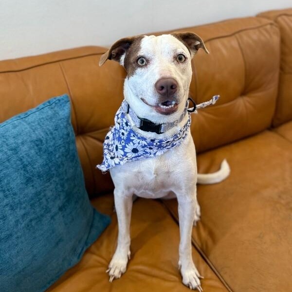 Shortcake Sweetie — thumbnail 5