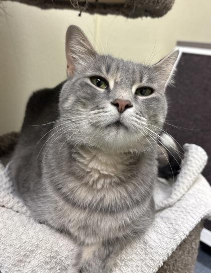 Fifi, Adoptable, Adult Female Domestic Short Hair & Domestic Short Hair.