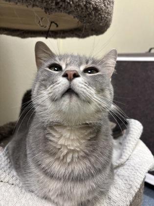 Enlarge Fifi, a Adoptable mixed breed in Maumee, OH image 2/3