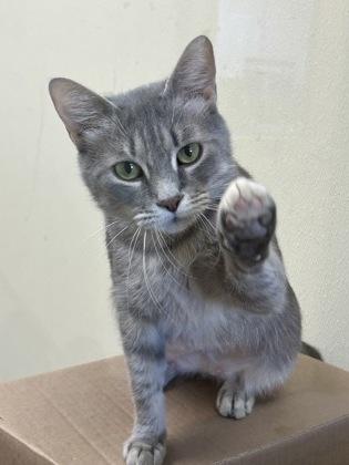 Enlarge Fifi, a Adoptable mixed breed in Maumee, OH image 3/3