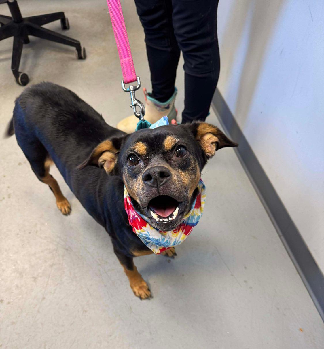 Snickers , ADOPTABLE, Adult Female Terrier.