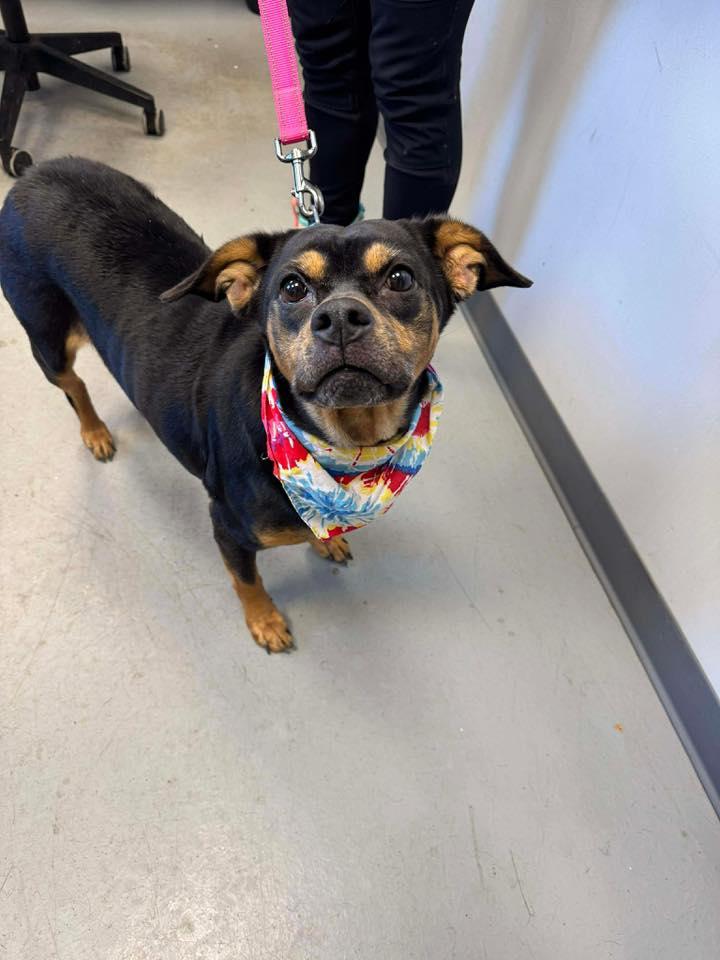 Enlarge Snickers , a ADOPTABLE mixed breed in Zanesville, OH image 2/3