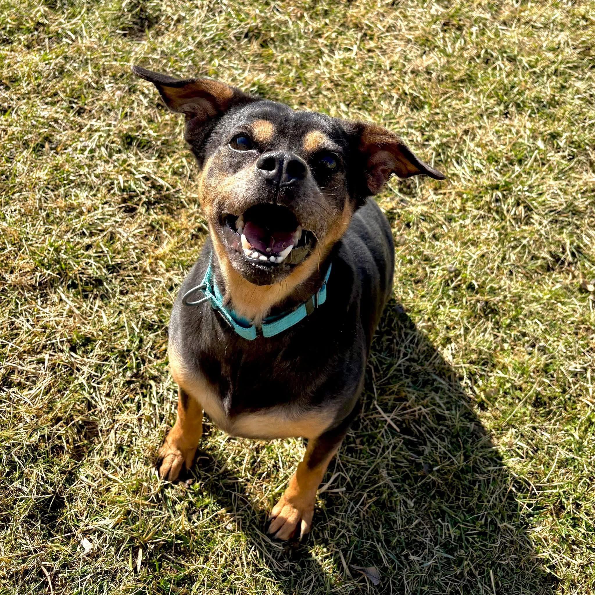 Snickers , ADOPTABLE, Adult Female Terrier.