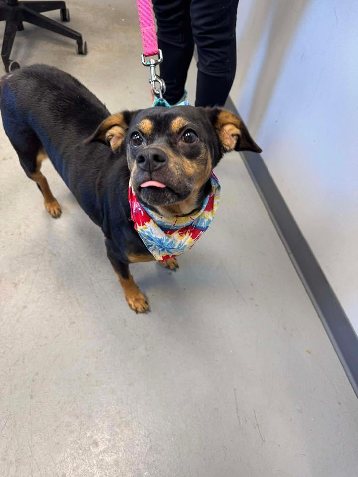 Enlarge Snickers , a ADOPTABLE mixed breed in Zanesville, OH image 3/3