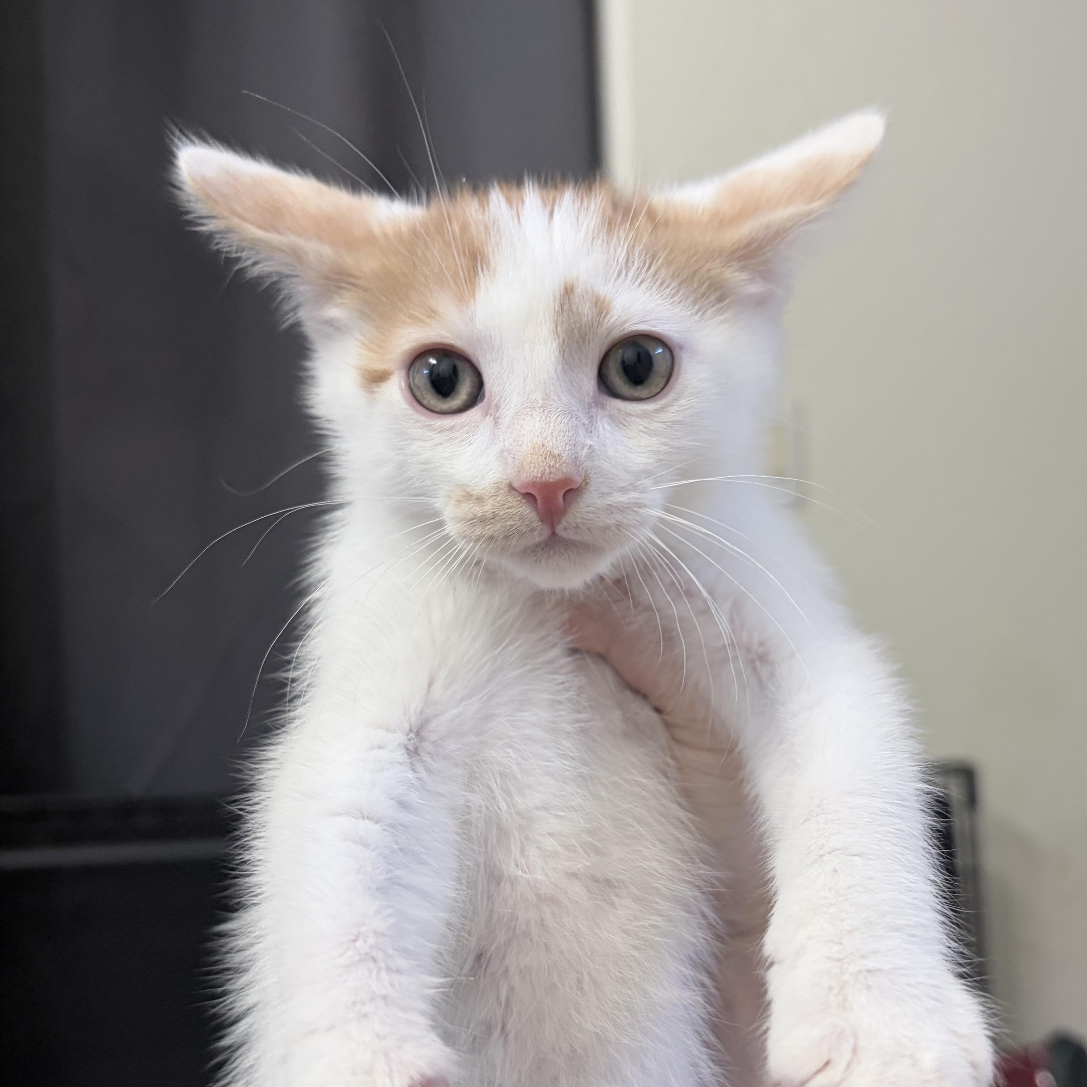 Basil, a ADOPTABLE Domestic Short Hair in Chandler, AZ image 4/4