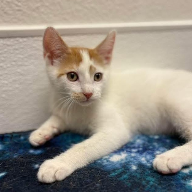 Basil, a ADOPTABLE Domestic Short Hair in Chandler, AZ image 2/4