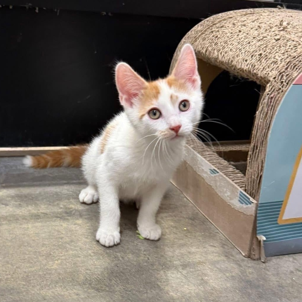 Basil, ADOPTABLE, Kitten Male Domestic Short Hair.