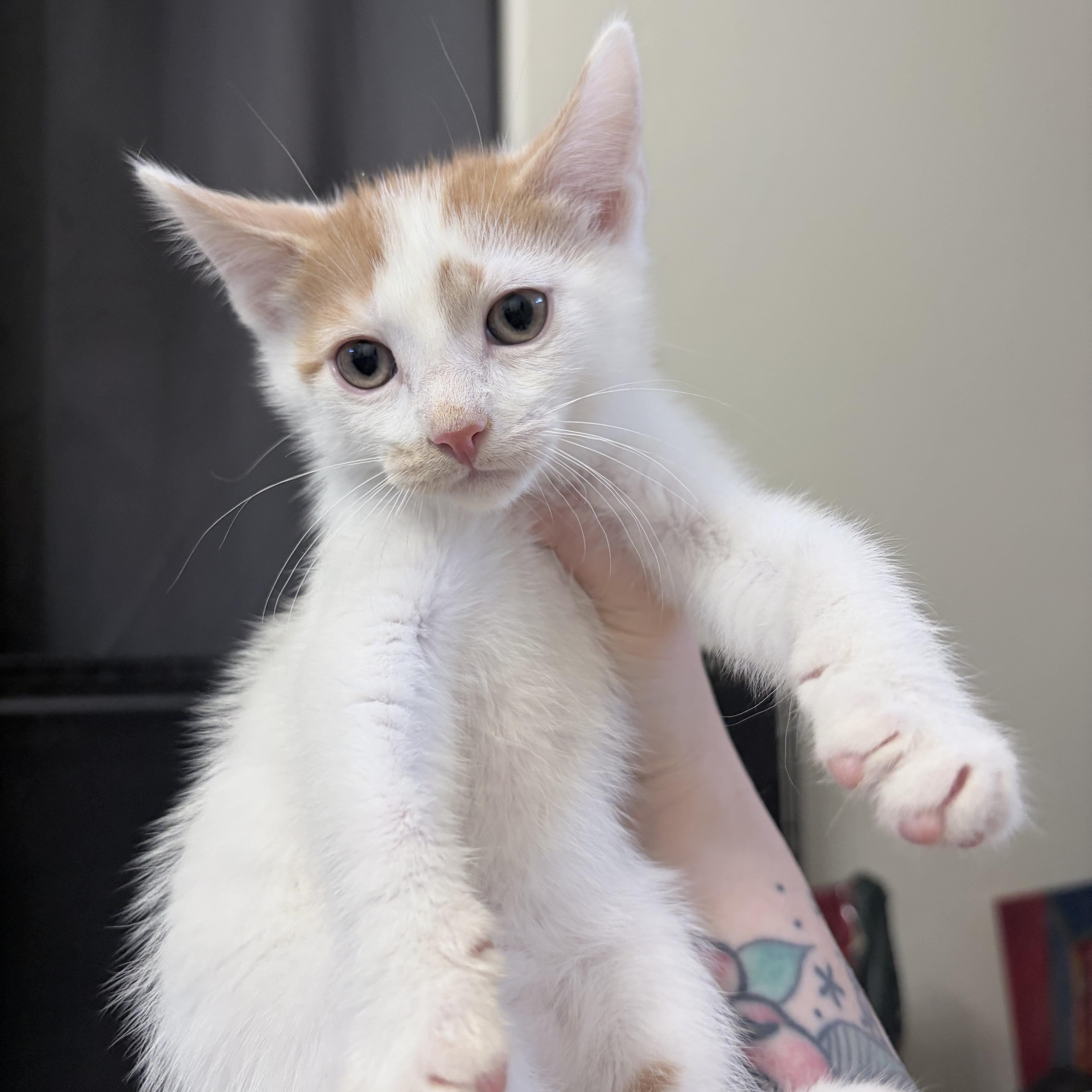 Basil, a ADOPTABLE Domestic Short Hair in Chandler, AZ image 3/4