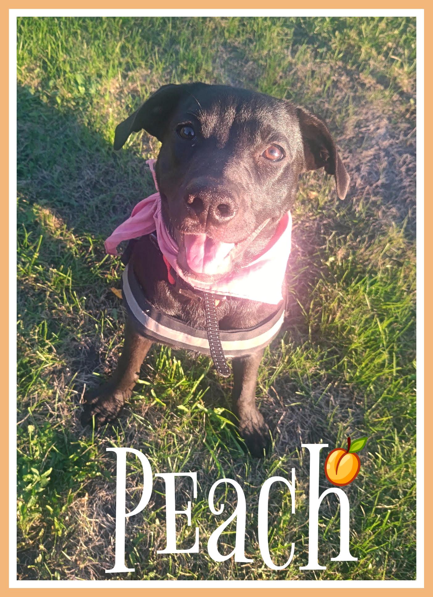Peach photo