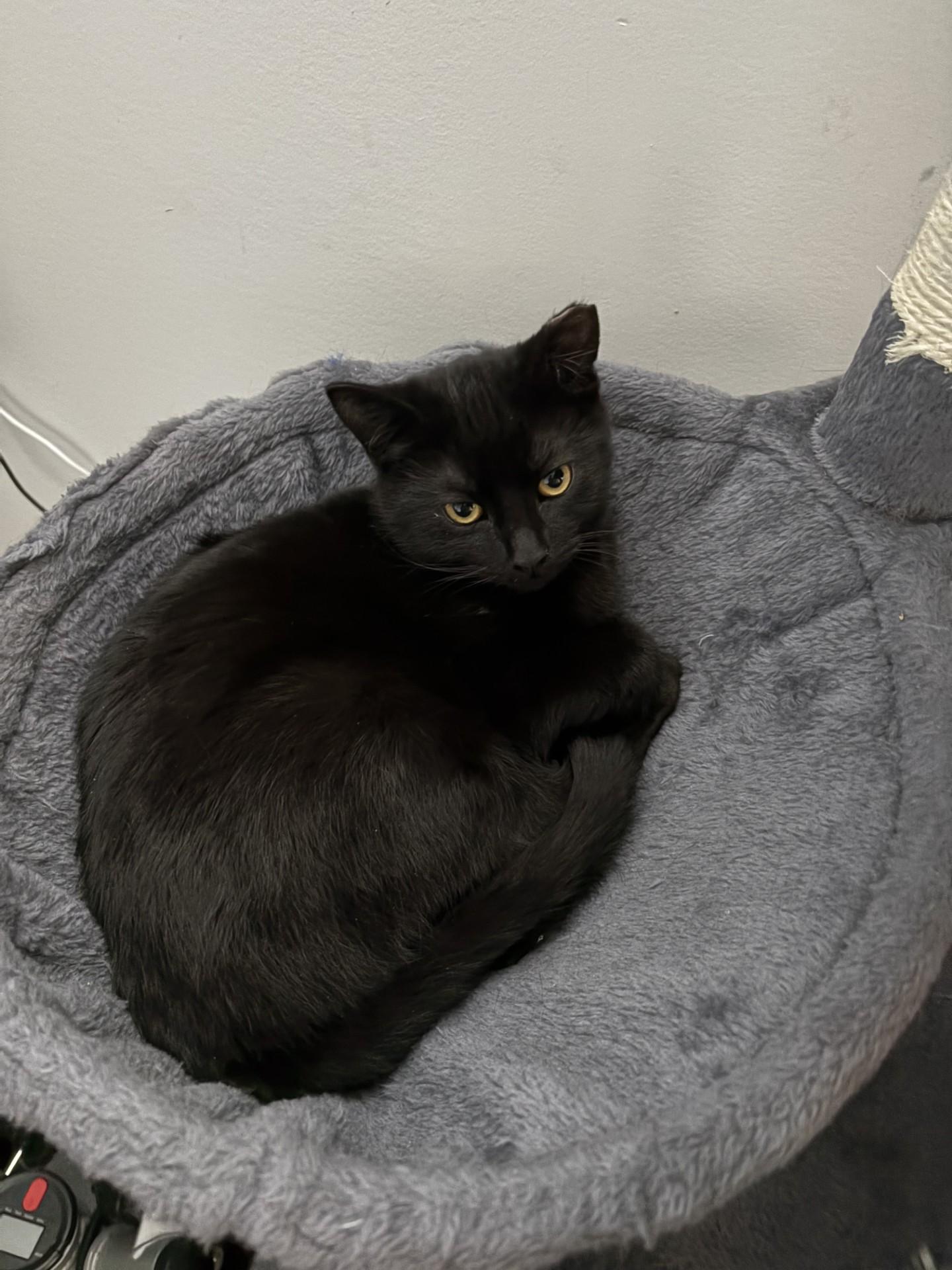 Enlarge Wanda, an adopted Domestic Short Hair in Calgary, AB image 2/3