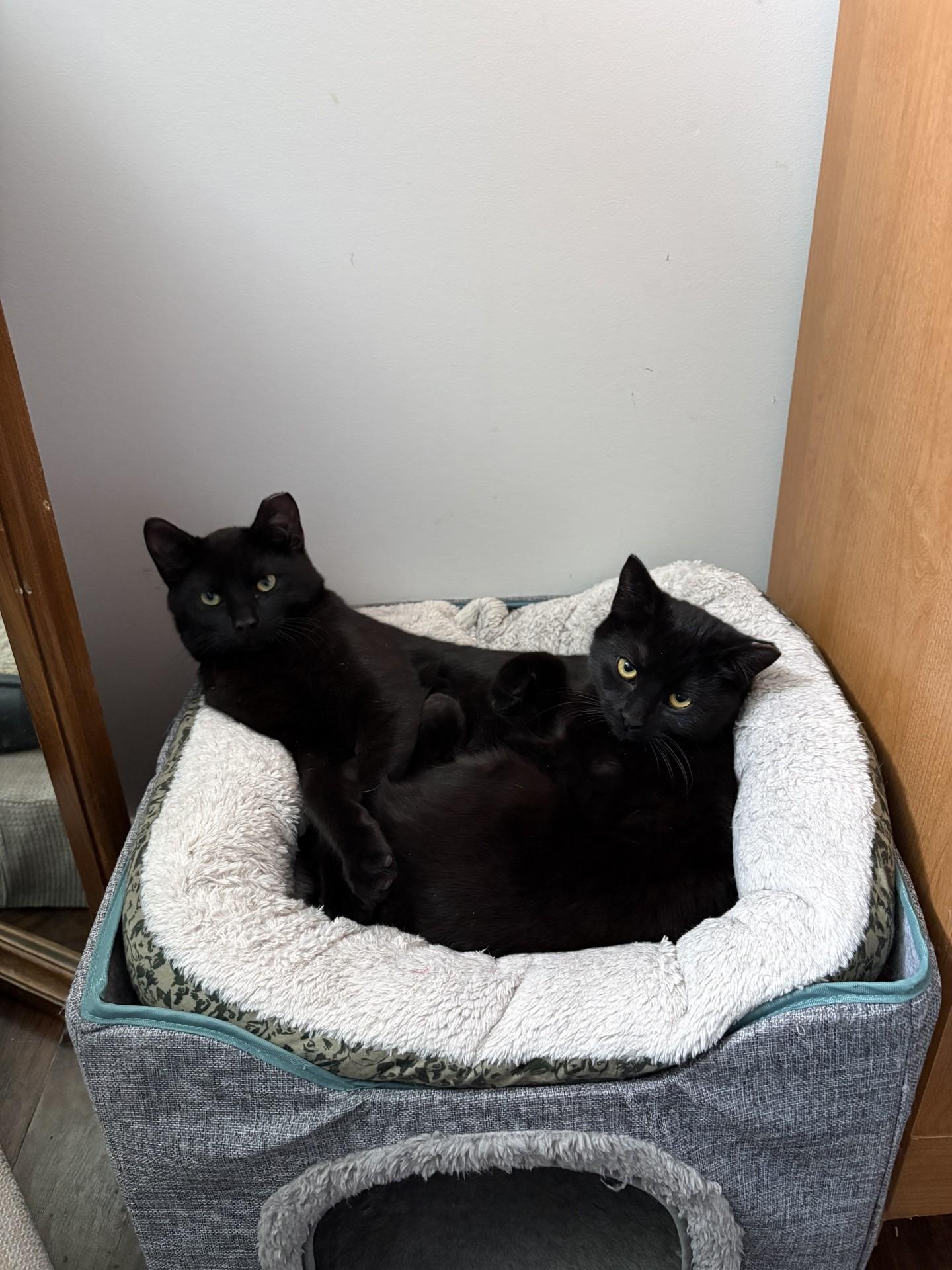 Enlarge Wanda, an adopted Domestic Short Hair in Calgary, AB image 3/3