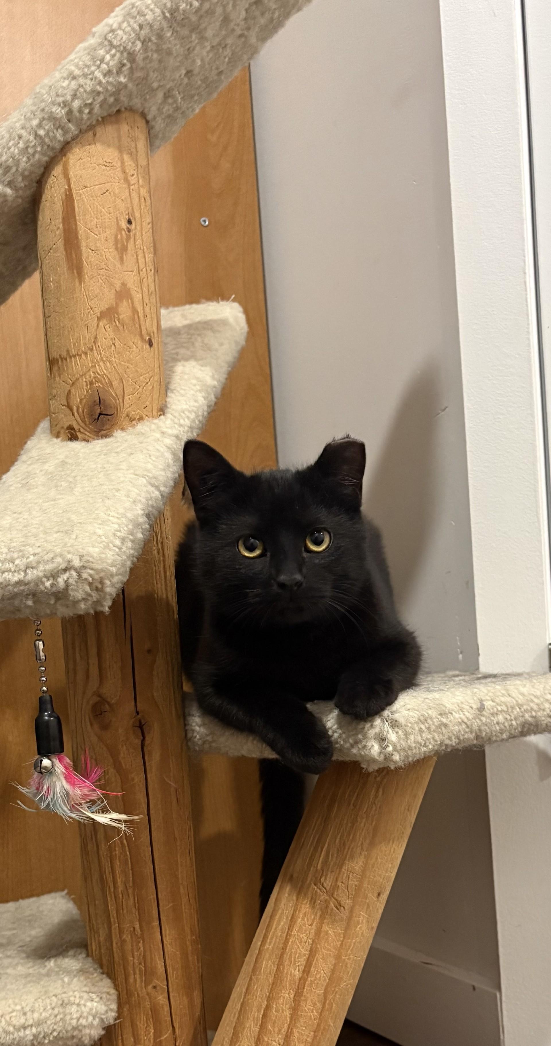 Enlarge Wanda, an adopted Domestic Short Hair in Calgary, AB image 1/3