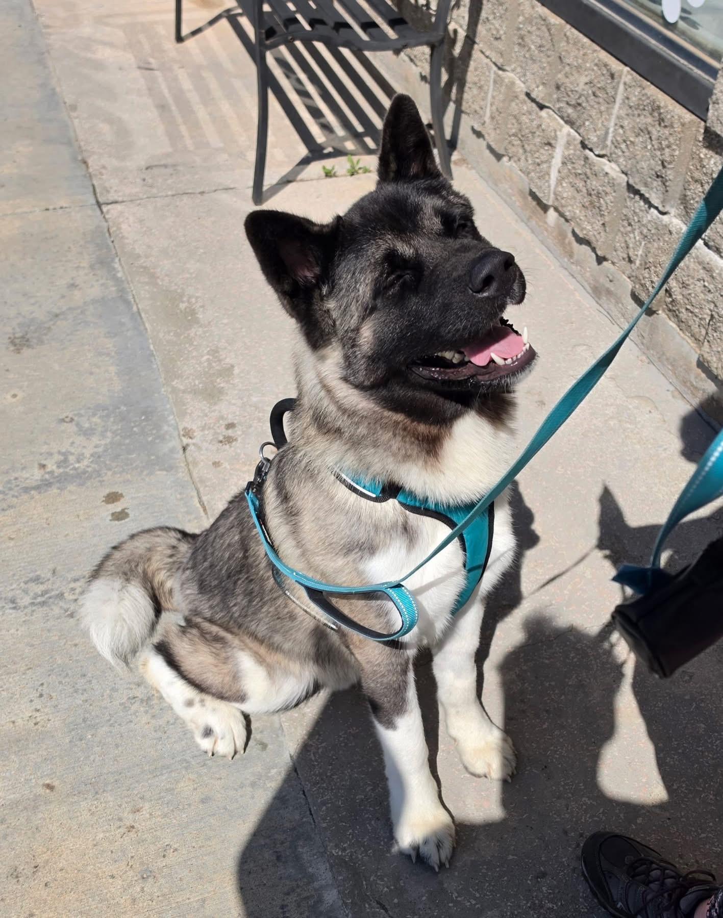Enlarge Ghost , a ADOPTABLE Akita in Chicago, IL image 3/5