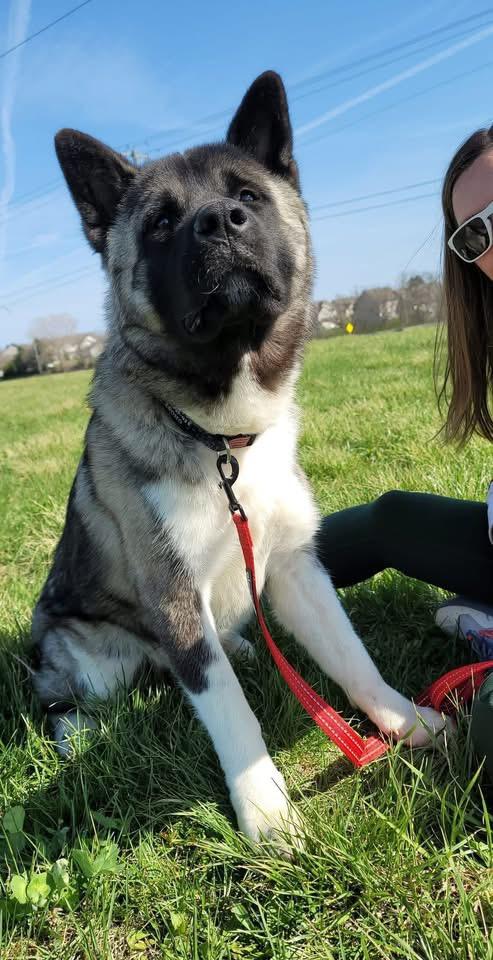 Enlarge Ghost , a ADOPTABLE Akita in Chicago, IL image 2/5