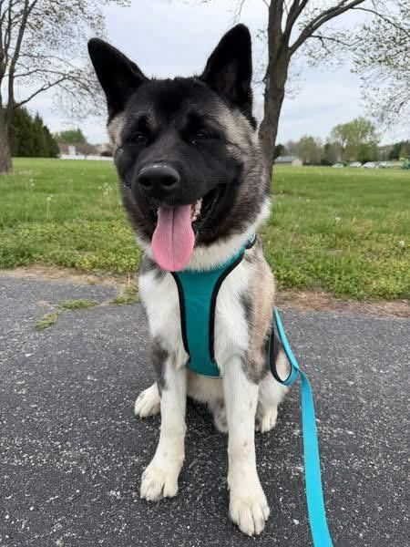 Enlarge Ghost , a ADOPTABLE Akita in Chicago, IL image 1/5