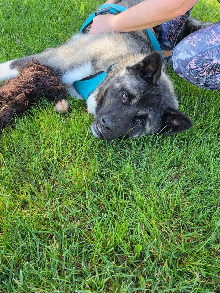 Enlarge Ghost , a ADOPTABLE Akita in Chicago, IL image 5/5
