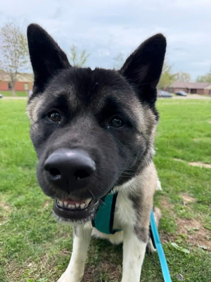 Enlarge Ghost , a ADOPTABLE Akita in Chicago, IL image 4/5