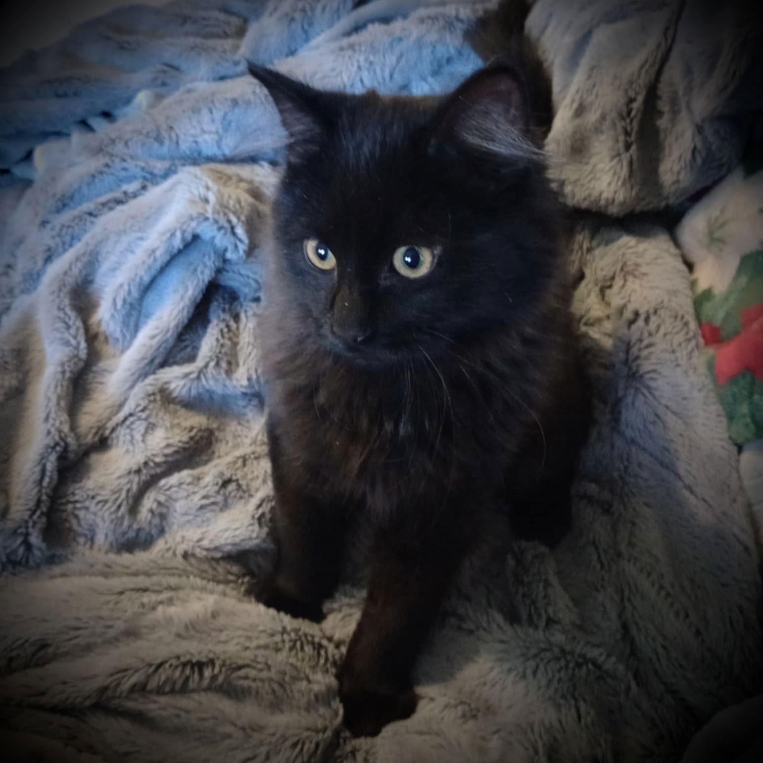 Enlarge Moon Pie, a Adoptable Domestic Medium Hair in Piedmont, MO image 1/3