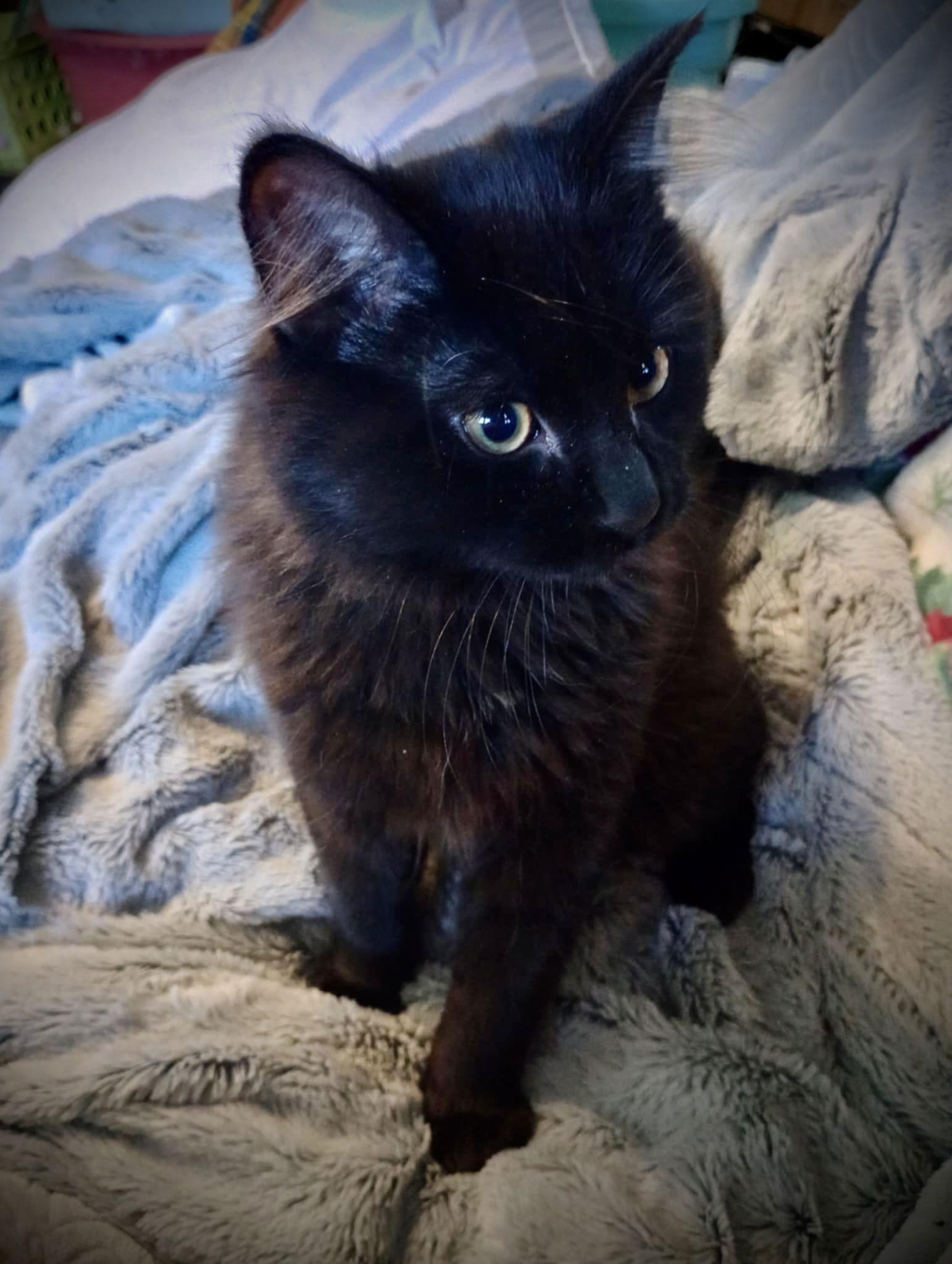 Enlarge Moon Pie, a Adoptable Domestic Medium Hair in Piedmont, MO image 2/3